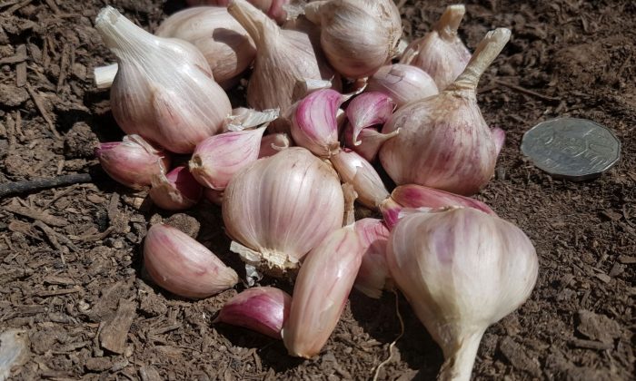 Mirum Creek Organics
